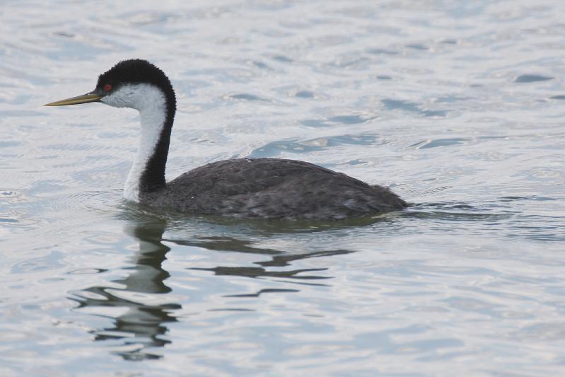 Westerm Grebe FtDavis Aug08 073.jpg